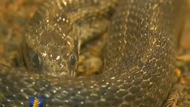 Террариум в Абаканском зоопарке смотреть онлайн