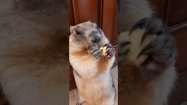 Сурок Тошка#marmot# Cute Animals#Жадный сурок