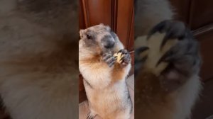 Сурок Тошка#marmot# cute animals#Жадный сурок
