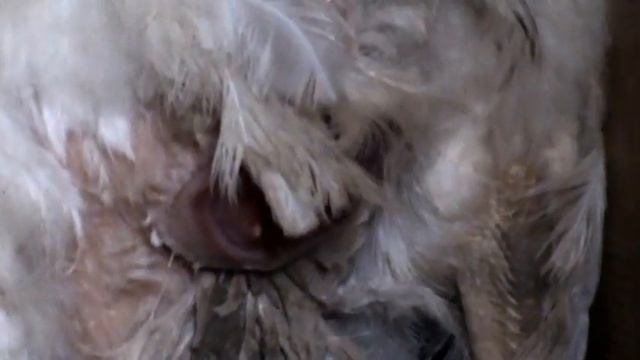 Как курица несет Яйцо Рождение яйца От куда берутся яйца How a hen lays eggs смотреть онлайн