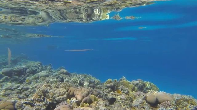 Египет. Красное море! Подводная жизнь. смотреть онлайн