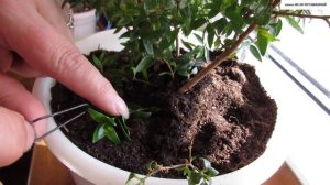 Самый простой и надёжный способ размножения МИРТА.