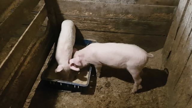 ЛАНДРАС. ПОКУПКА ПОРОСЯТ. смотреть онлайн