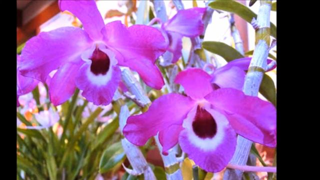 Cattleya flowers смотреть онлайн