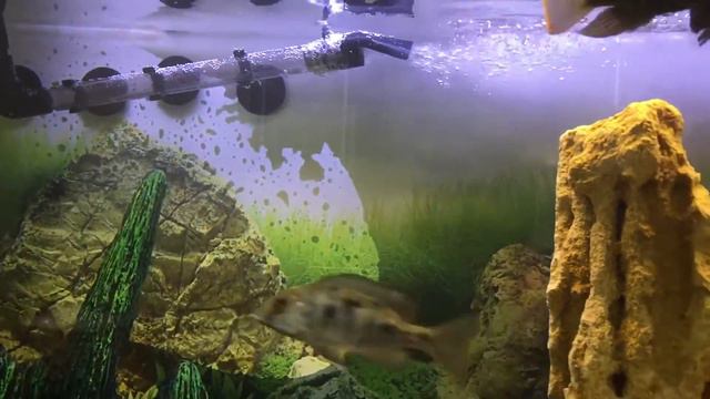 Аквариум на работе . Барбусы и астронотусы.