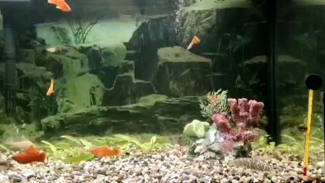 Домашние рыбки. Аквариум.. Аквариум редакс смотреть онлайн