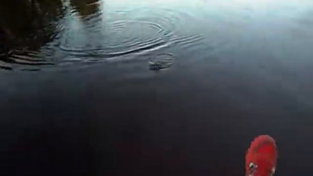 Fly Fishing Perch in Sweden смотреть онлайн