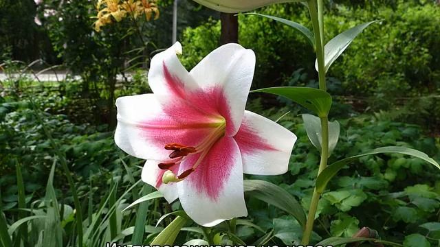 Лилия Триумфатор смотреть онлайн