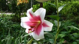 Лилия Триумфатор