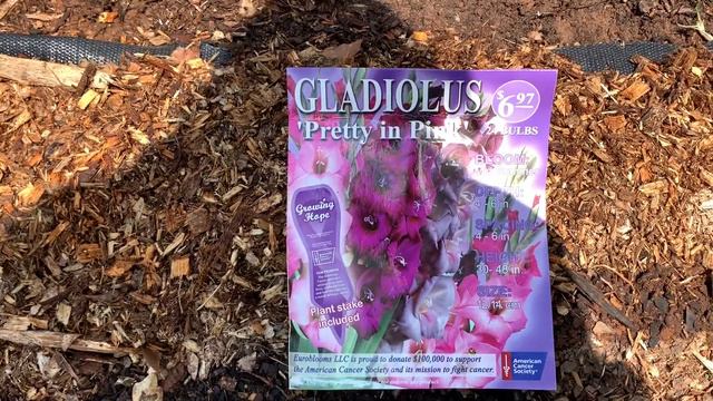 How to Grow Gladious Perinnals! More Beautification On Esik Homestead! смотреть онлайн