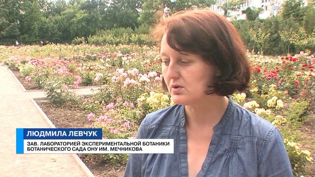 Те еще новости (16 06 17) Ах, розы, розы… смотреть онлайн