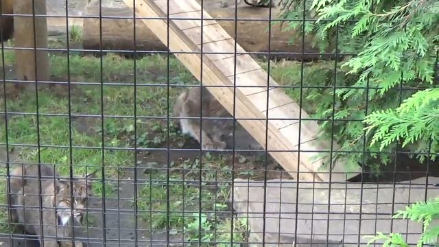 Lincoln Park Zoo, Lincoln Park, Chicago, USA смотреть онлайн