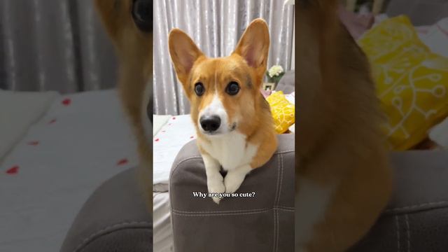 Cute is in his DNA смотреть онлайн