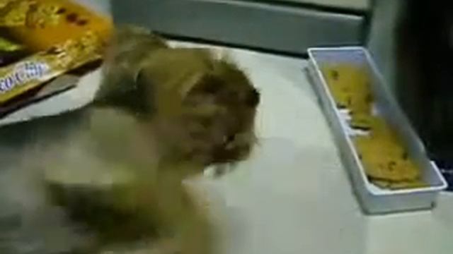 Funny Things | Funny Videos | Cute Dog running along with the music laying down смотреть онлайн