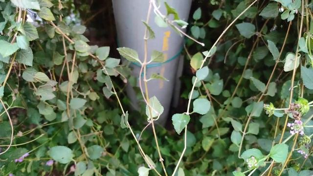 അരിപ്പൂവ് / കൊങ്ങിണി പൂവ് ഇത് പോലെ വളർത്തി നോക്കൂ !!! | Lantana new gardening idea | Great Garden смотреть онлайн