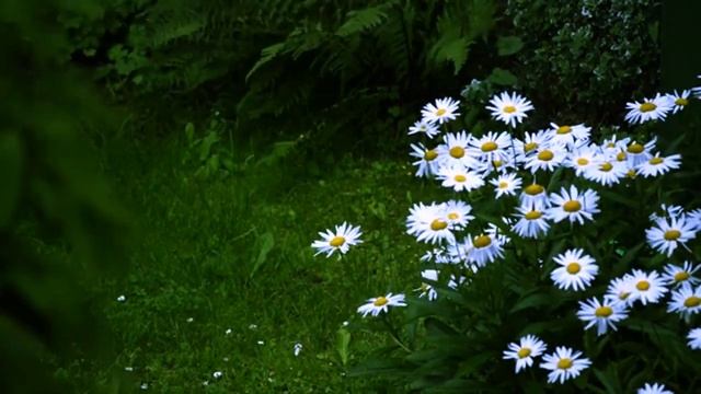 #relaxing music#sleep music #музыка релакс #красивая музыка смотреть онлайн