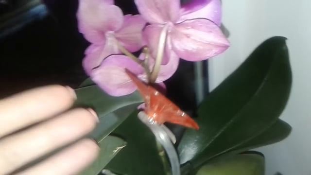 Как цветут мои орхидеи смотреть онлайн