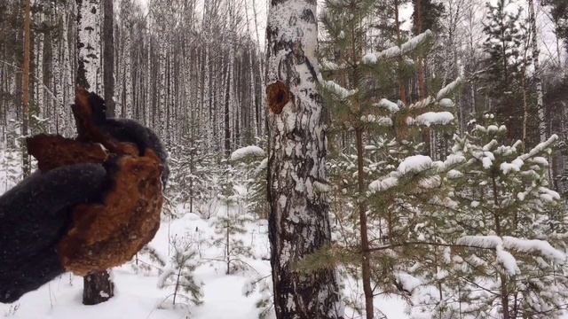 Рубим чагу. Зимний лес. смотреть онлайн