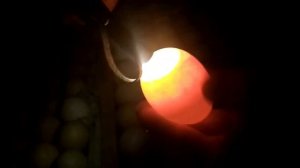 Овоскопирование куриных яиц на 7-й день инкубации