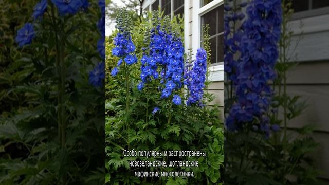 Дельфиниум махровый смотреть онлайн