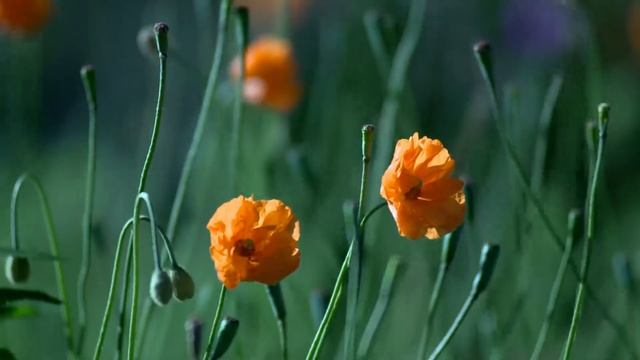 Для поднятия настроения! Красивые цветы! To set the mood! Beautiful flowers! смотреть онлайн