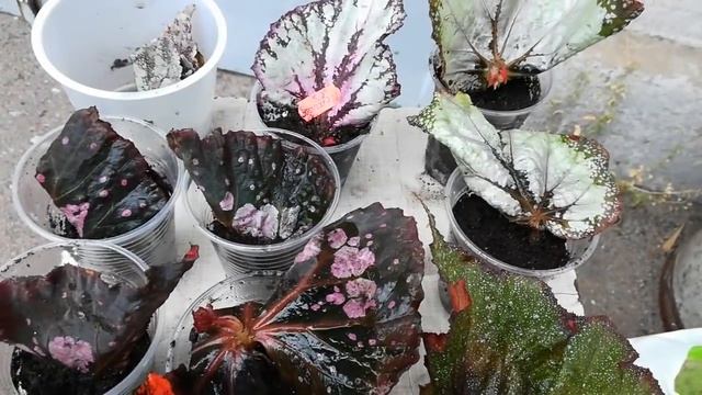 Сажаю листы бегоний с корнями ?бересклет, очитки для альпийской горки. ? смотреть онлайн