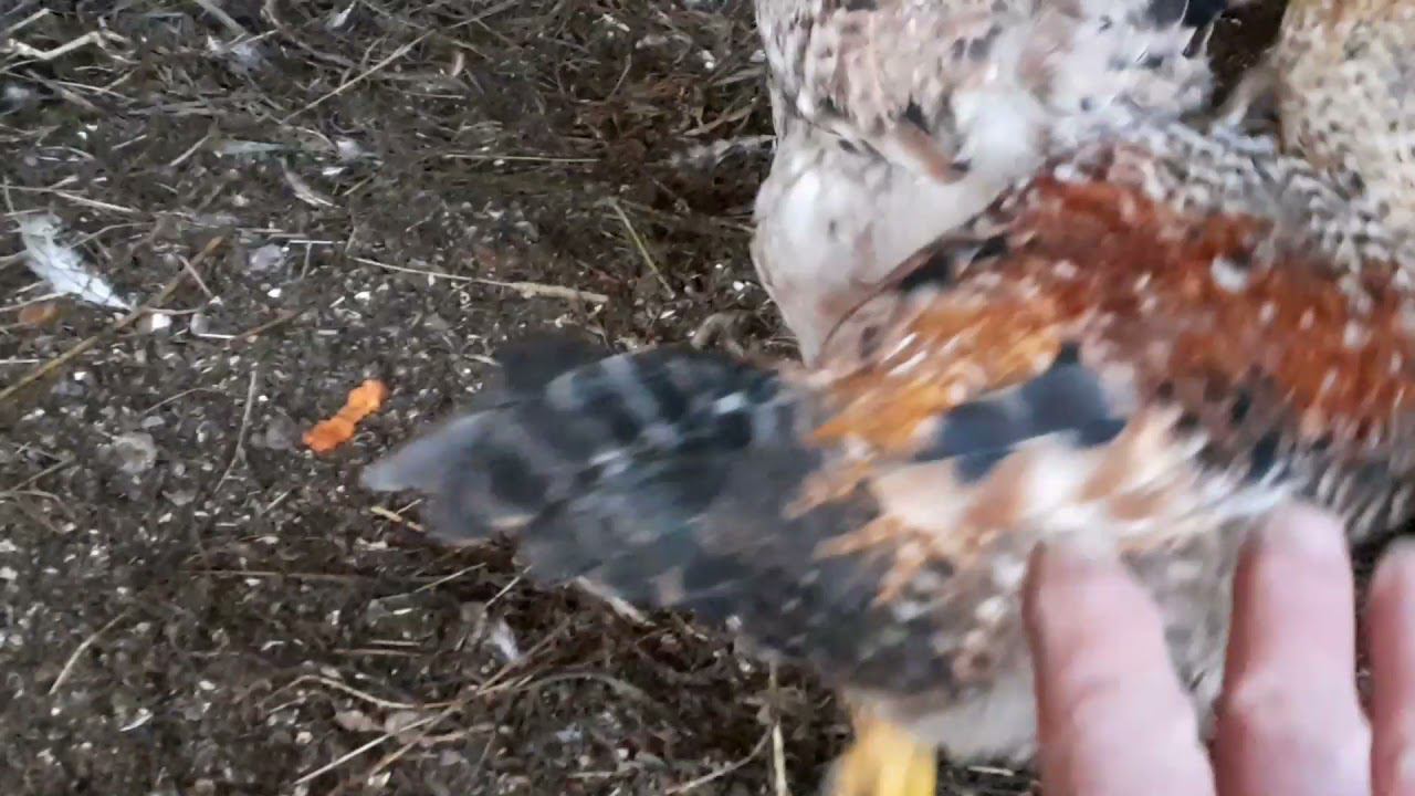 зима начинается, сырость в курятнике повышается... смотреть онлайн