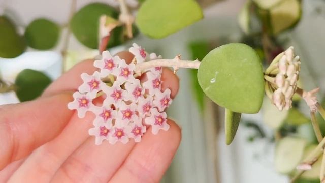 ? Hoya Nummularioides | Care Tip | HOYA BLOOM | Peduncle growth | Shape | Flower duration | Scent смотреть онлайн