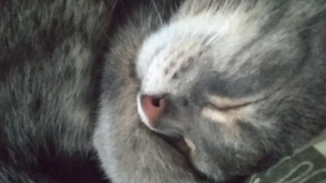 АСМР сопение кота/ ASMR sniffling of the cat смотреть онлайн