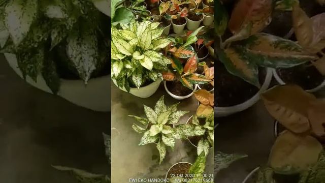 aglonema siam paragon смотреть онлайн