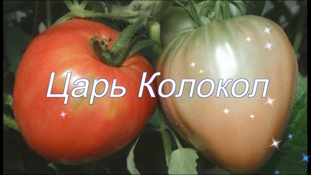 Крупные томаты для открытого грунта. Мои любимые сорта!! смотреть онлайн