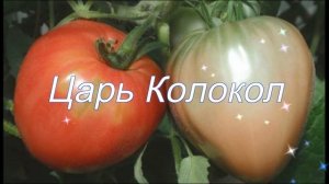 Крупные томаты для открытого грунта. Мои любимые сорта!!