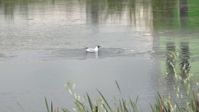 Сделаем город чище! 26 апреля пройдет общегородской субботник. смотреть онлайн