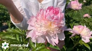 Raspberry sundae peony. Распберри сандей пион