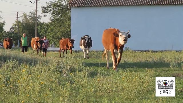 Видеообращение для кинофестиваля "Око" смотреть онлайн