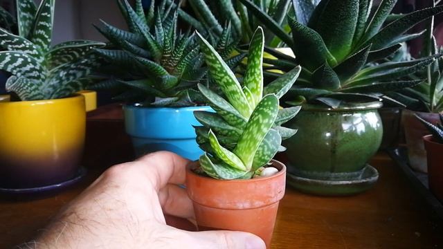Gasteria succulent смотреть онлайн
