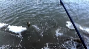 "Полноценное открытие" - Ловля судака весной на мандулу с берега на реке Обь.