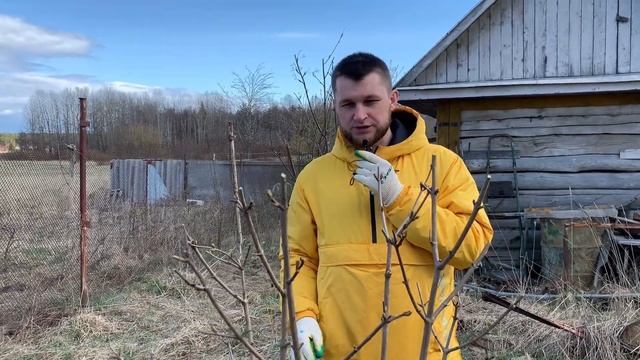 КАЛИНА. КАК ПРОВЕСТИ ВЕСЕННЮЮ ОБРЕЗКУ КАЛИНЫ смотреть онлайн