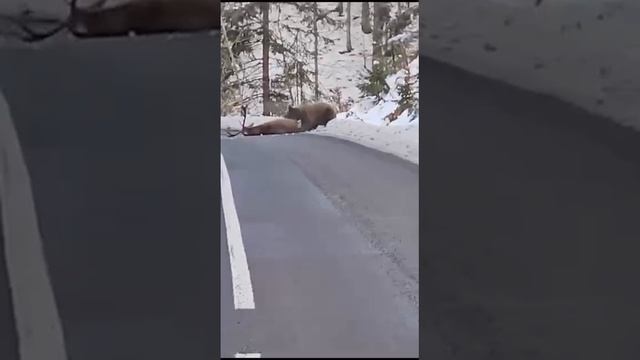 Потапыч проголодался.