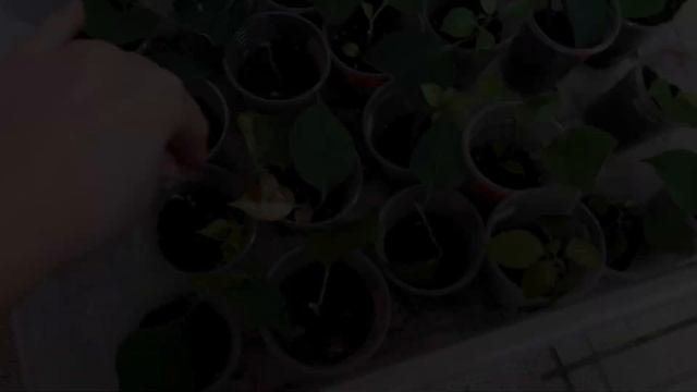 Укоренение бугенвиллий: результаты и секреты размножения смотреть онлайн