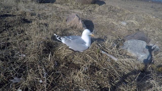 Серебристая чайка (European herring gull/Larus argentatus) смотреть онлайн