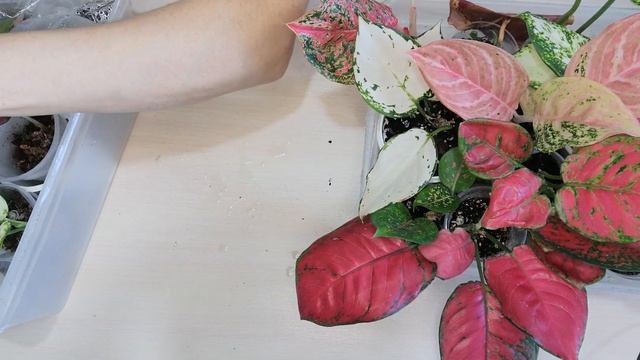 Фитильный полив аглаонем. Минусы и Плюсы. смотреть онлайн