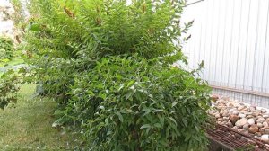 Декоративные кустарники в моем саду .БИРЮЧИНА. Уход и размножение.