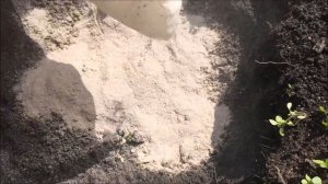 Калина Бульденеж. Посадка и уход.