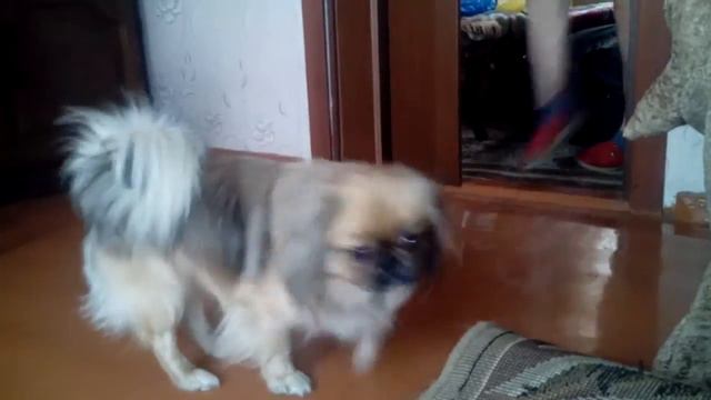 Бешеный пекенес бакс смотреть онлайн