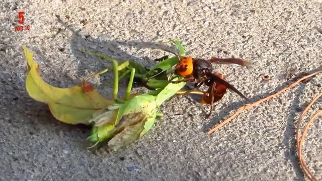 ТОП 10 самых опасных насекомых в мире! Слабонервным не смотреть! смотреть онлайн