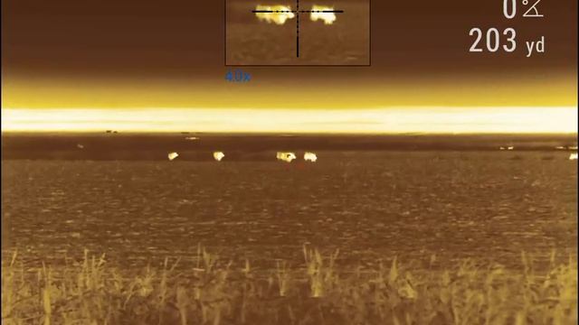 Shooting Pigs With Pulsar Trail 2 XP50 LRF