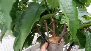 Результат прививки черешни в ствол вишни