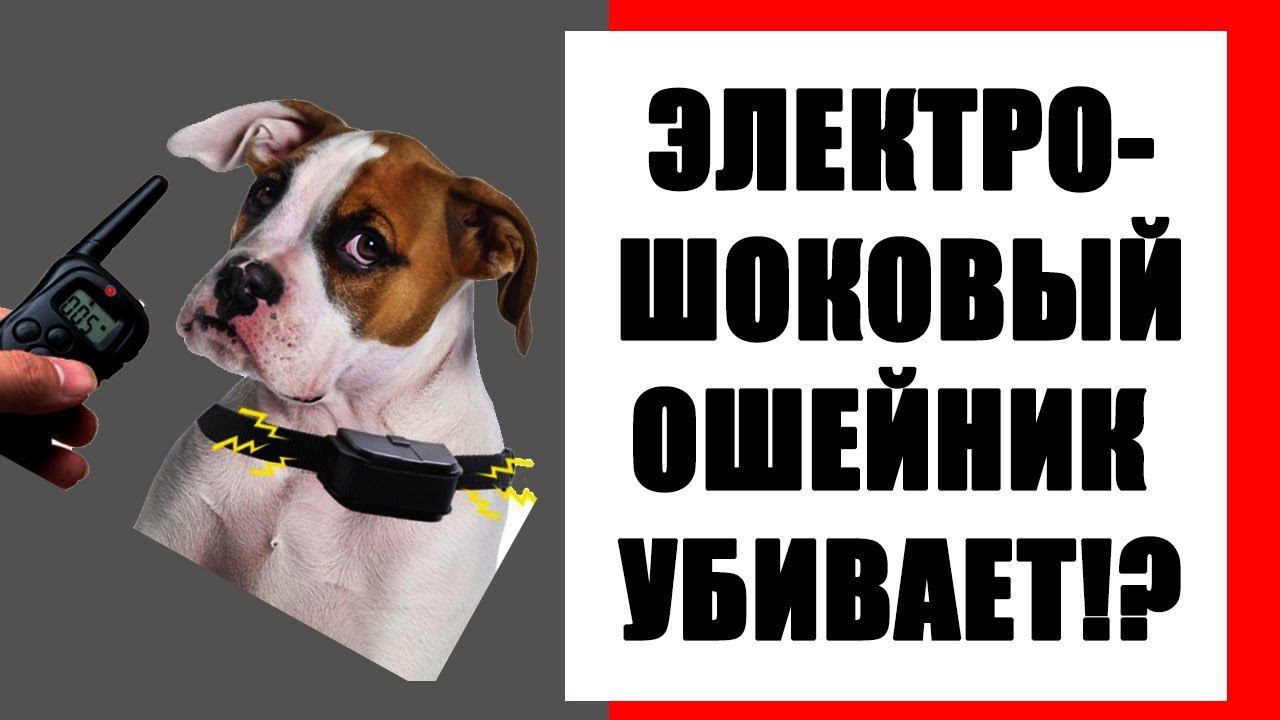 Электрошоковый ошейник убивает! Лучшие электронные ошейники для собак. смотреть онлайн