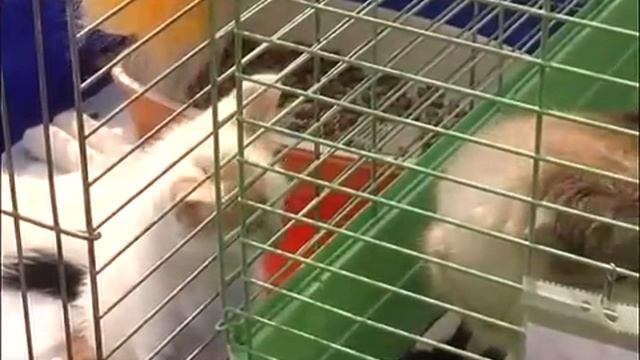 Подари нам дом! смотреть онлайн